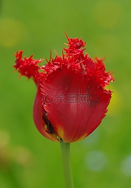 廠,開花,宏