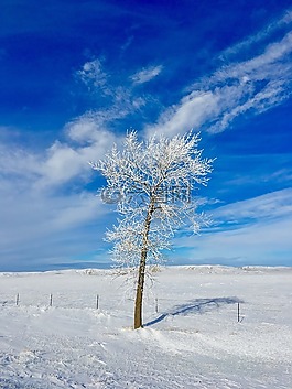 冬天,雪,霜