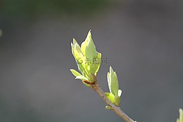 發(fā)動(dòng)機(jī),廠,樹
