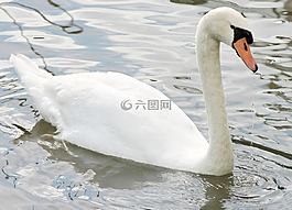 天鵝,疣鼻天鵝,水禽