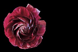 花,開花,紫色