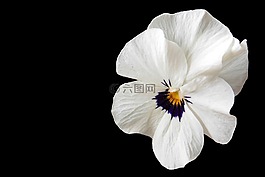 潘茜,紫羅蘭色,開花