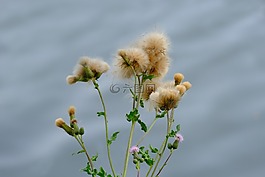 爬行薊,廠,野生