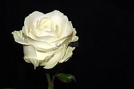 玫瑰,白,開花