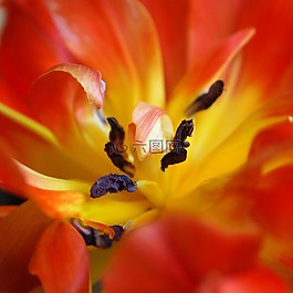 郁金香,雄蕊,紅色