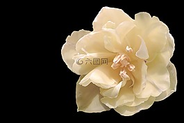郁金香,開(kāi)花,黃色