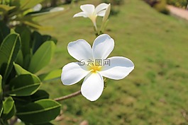 自然,夏天,植物區(qū)系