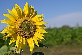 太陽花,夏季,天空