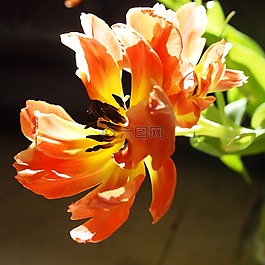 花卉,郁金香,春天