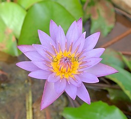 百合,花,植物