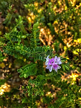 花,植物,花園