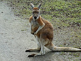 骑reuzenkangoeroe,kangoeroe,reuzenkangoeroe