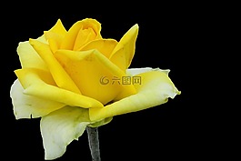 玫瑰,黃色,開(kāi)花