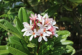 自然,植物區(qū)系,花