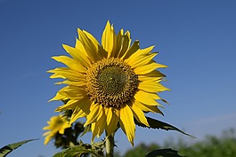 太陽花,夏季,天空