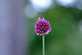 紅三葉草,開花,克萊