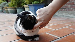 貓,動物,可愛