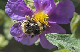 動物,坎佩斯特里,蜜蜂