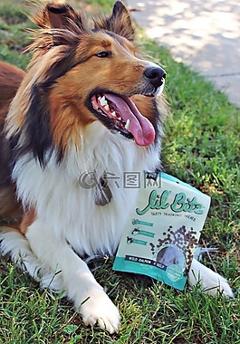 牧羊犬,廣告,目睹