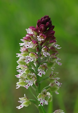 開(kāi)花,花,宏