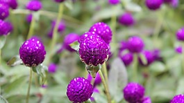 花,鮮花,紫