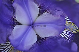 花藍色,春天,花