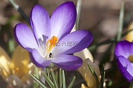 藏紅花,schwertliliengewaechs,春番紅花