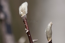 芽,褪色柳,青少年