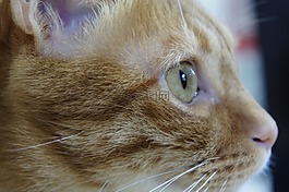 貓,動物,可愛