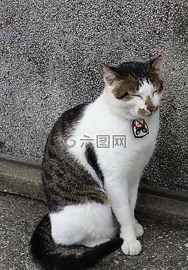 貓,動物,可愛