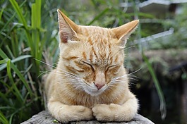 貓,動物,可愛