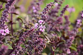 薄荷,minzblüte,夏季