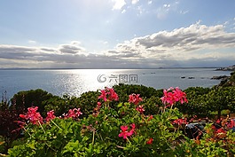 鮮花,景觀,性質(zhì)