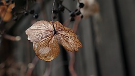 開花,綻放的雨滴,性質(zhì)