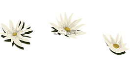 水百合,白,鮮花