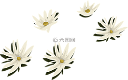 睡莲,白,鲜花