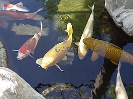 錦鯉,魚,池