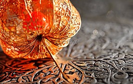 秋季,酸漿,lampionblume