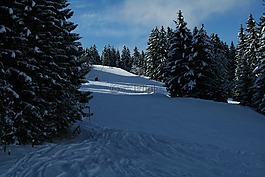 瑞士法語,雪,樹木