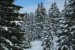 瑞士法語(yǔ),雪,樹(shù)木