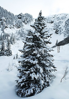 瑞士法語,雪,樹木