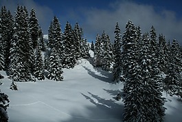 瑞士法語,雪,樹木