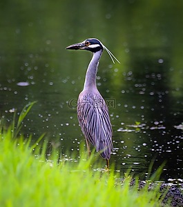 鷺,鳥,野生動物