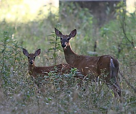 鹿,動物,野生動物