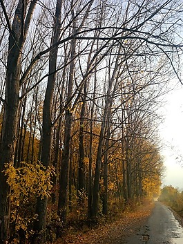 秋,伍茲,道路