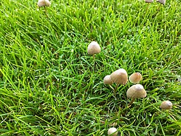 草,綠色,花園