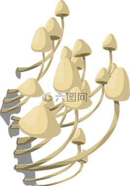 蘑菇,白,菌類