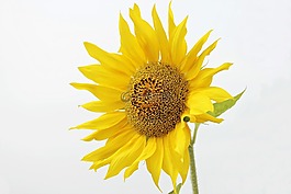 太陽(yáng)花,向日葵,花
