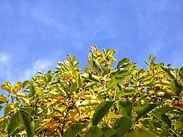葉子,樹,天空