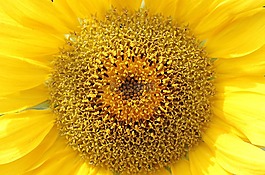 太陽花,向日葵,花